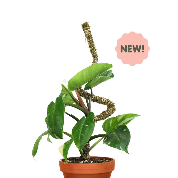 Mossify® Bendable Moss Pole™ THIN - 3 Pack