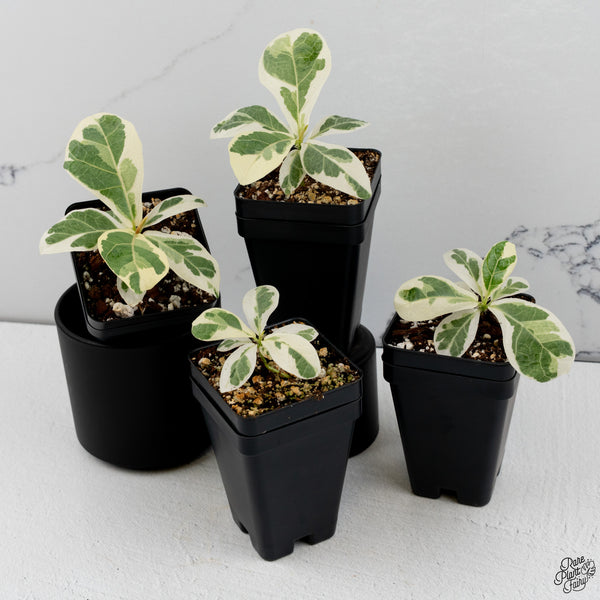 Ficus lyrata variegated fiddle leaf fig tree *Grower's Choice*