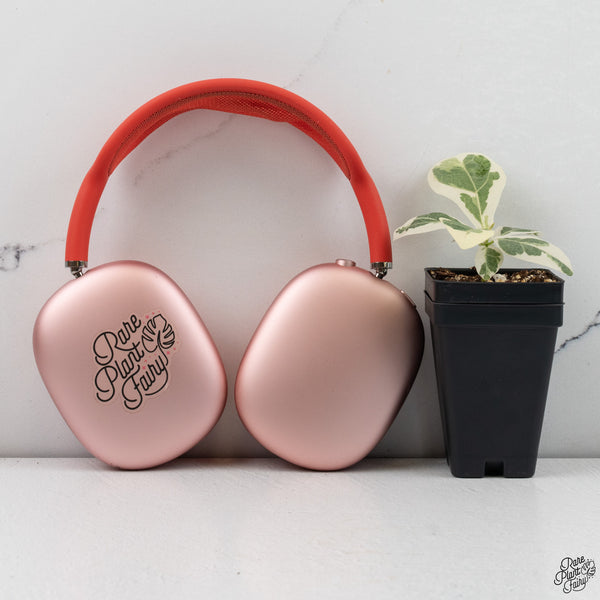 Ficus lyrata variegated fiddle leaf fig tree *Grower's Choice*