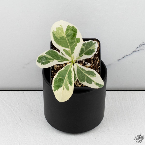 Ficus lyrata variegated fiddle leaf fig tree *Grower's Choice*