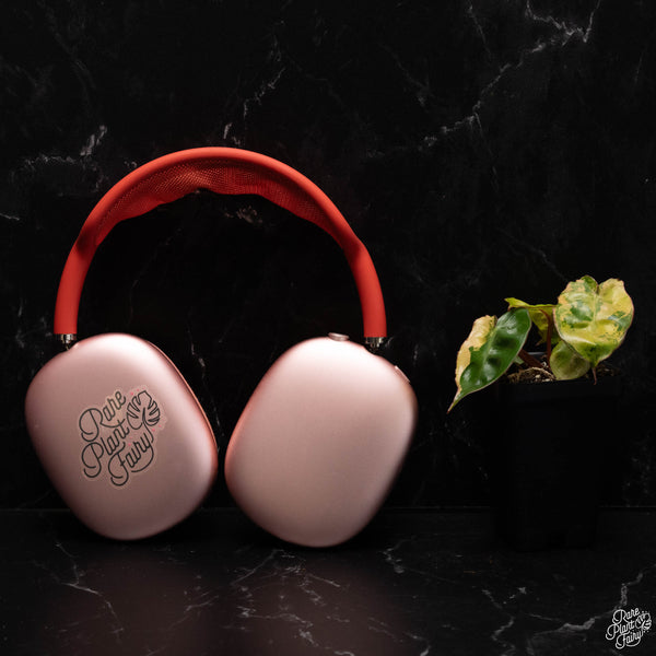 Philodendron billietiae variegated *Grower's choice*