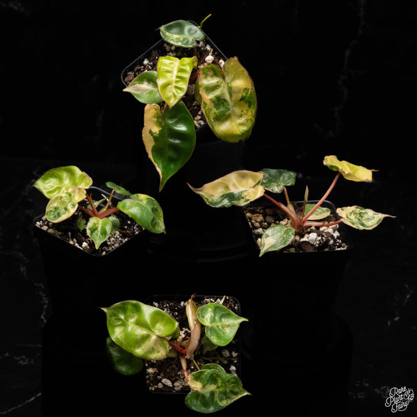 Philodendron billietiae variegated *Grower's choice*