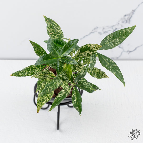 Pachira Glabra (Money Tree) variegated *Grower's choice*