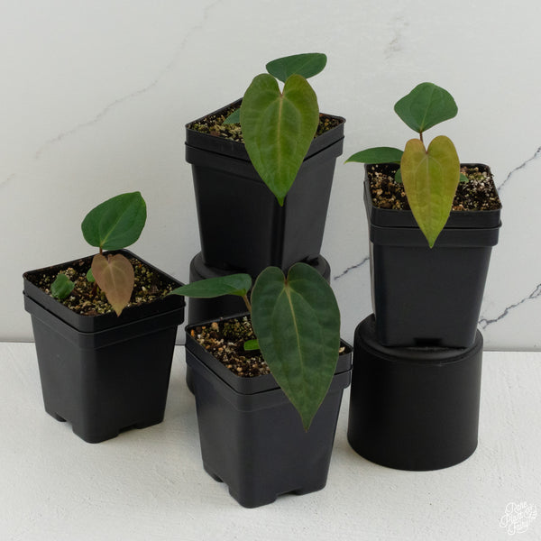 Anthurium 'Wuhoo's First Night' x self *Grower's Choice*