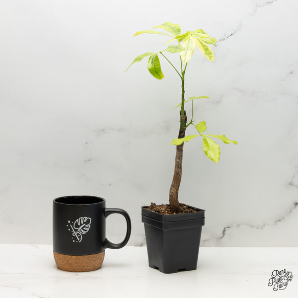 Pachira Glabra (Money Tree) aurea variegated *Grower's Choice*