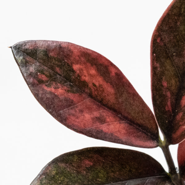Zamioculcas Zamiifolia "Raven ZZ" Pink Variegated (wk48-UO)