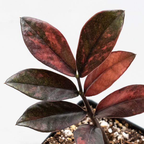 Zamioculcas Zamiifolia "Raven ZZ" Pink Variegated (wk48-UO)