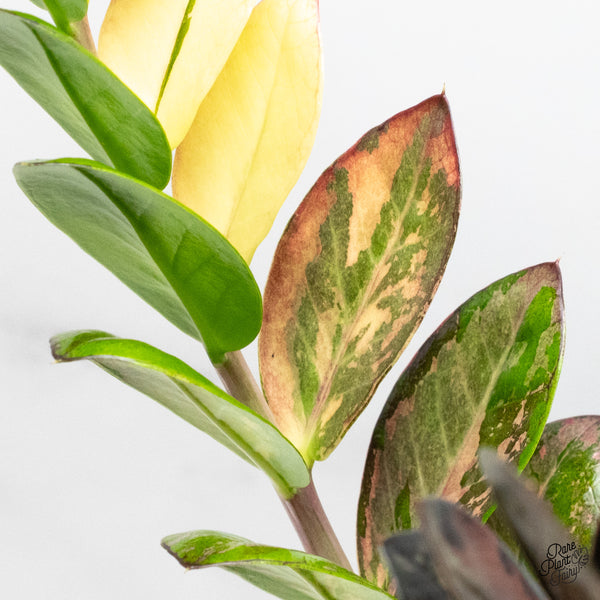 Zamioculcas Zamiifolia "Raven ZZ" Pink Variegated (wk50-UH)