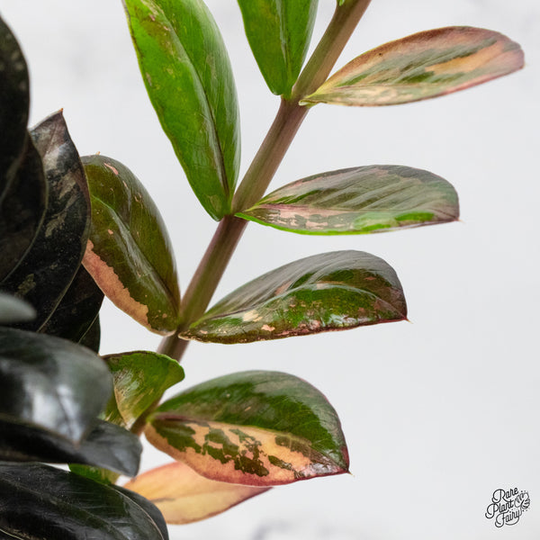 Zamioculcas Zamiifolia "Raven ZZ" Pink Variegated (wk50-UH)
