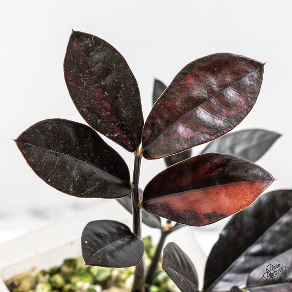 Zamioculcas Zamiifolia "Raven ZZ" Pink Variegated (wk51-UN)