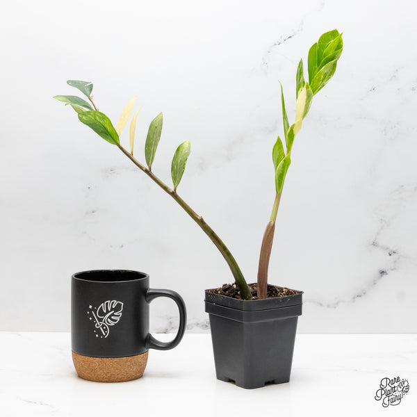 Zamioculcas Zamiifolia "ZZ" Aurea Variegated (wk51-F)