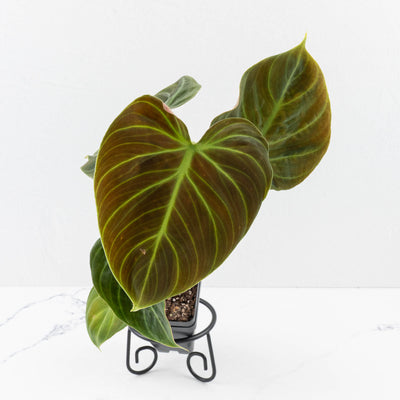 Philodendron sp. 'El Choco Red'