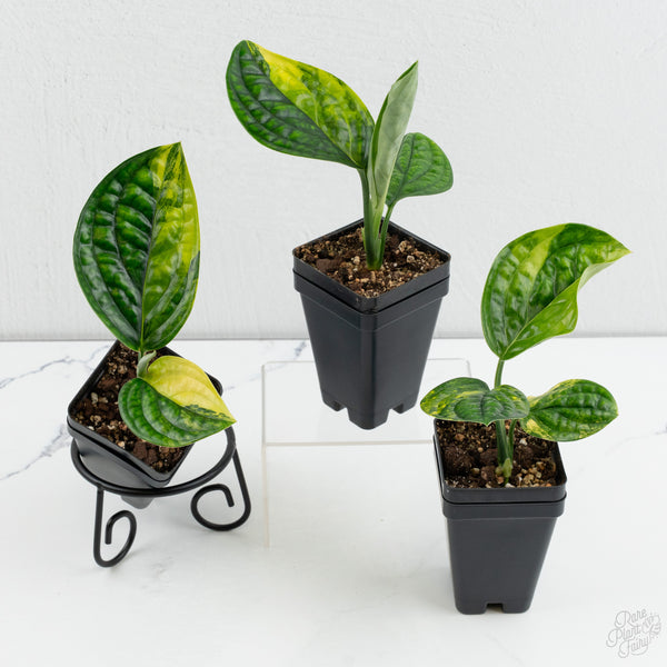 Monstera sp. 'Peru' Variegated *Grower's Choice*