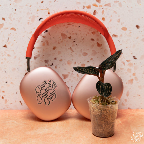 Ludochilus dominyi x Anoectochilus roxburghii jewel orchid *Grower's choice*