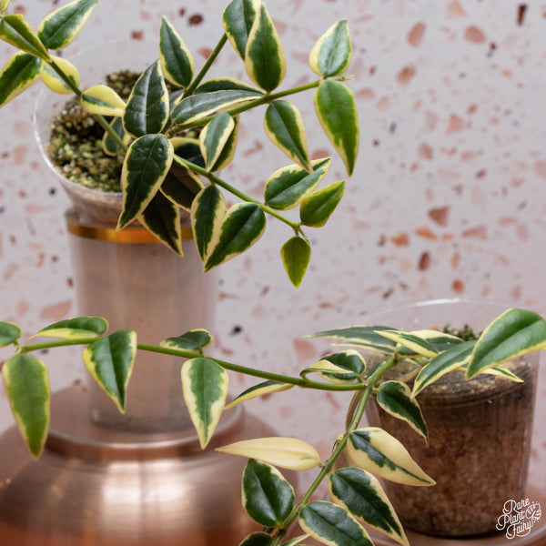 Hoya bella outer variegated *Grower's Choice*