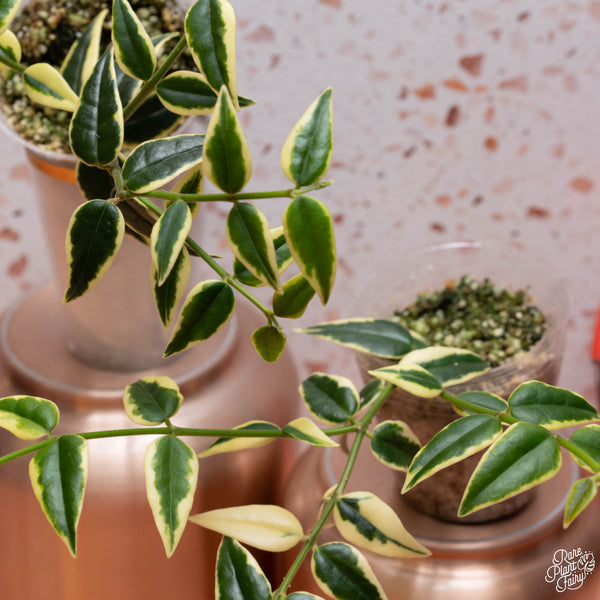 Hoya bella outer variegated *Grower's Choice*