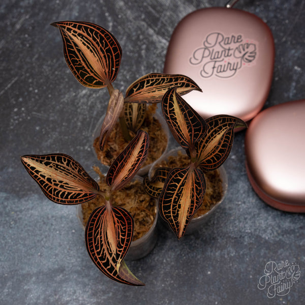 Anoectochilus siamensis 'white center' jewel orchid *Grower's choice*