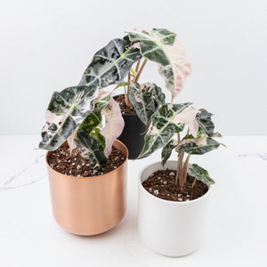 Alocasia 'Polly Pink Snowflake’
