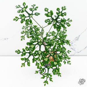 Plant Spotlight:  Adenia perrieri