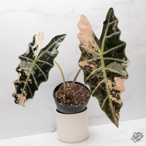 Why Some Alocasias Turn Pink (And Others Never Will)