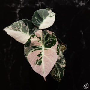 Alocasia 'Black Velvet' Pink variegated