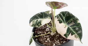 How Alocasias Are Propagated (And Why It Matters for Collectors)