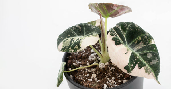 How Alocasias Are Propagated (And Why It Matters for Collectors)