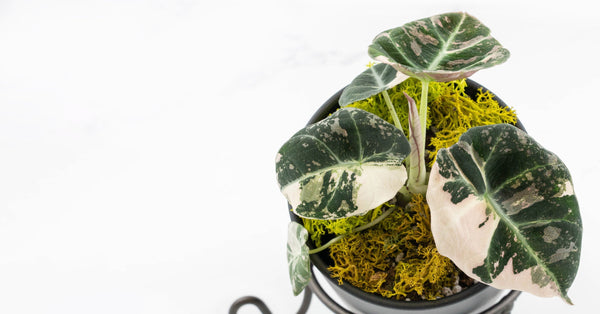 Rare Alocasias Worth Collecting