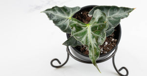Alocasia 'Loco' Care Guide