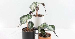 Alocasia 'Venom' Care Guide