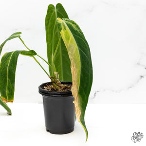 Why Variegated Leaves Brown, Crisp or Burn and What Your Plant Is Telling You