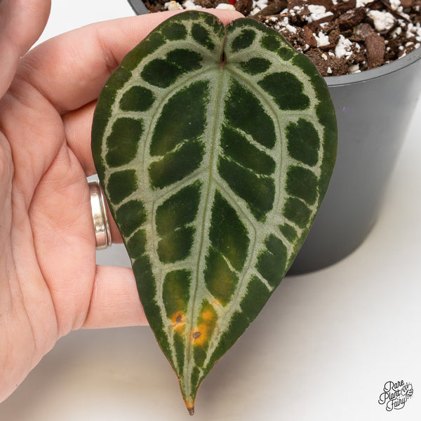 The Hidden Stress Signals of Rare Plants (and How to Respond Like a Pro)