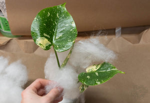 What to Expect When Your Plant Arrives