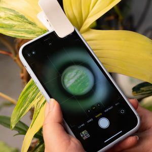 Fairy Dairies: Necessities for Every Plant Collector