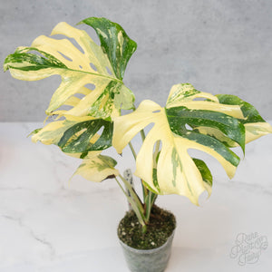 Fairy Dairies: How to Water