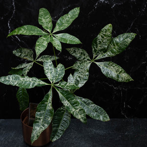 Winter is coming 🥶