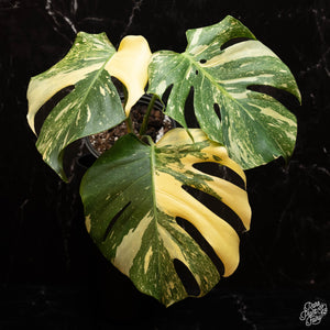 Monstera Thai Constellation: What Makes It Different From Every Other Variegated Monstera