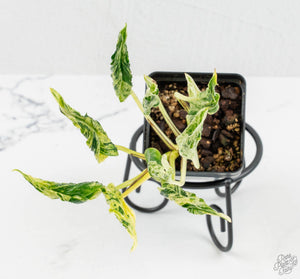 The Beginner's Guide to Indoor Plants: Light, Water, Soil, and Getting Started
