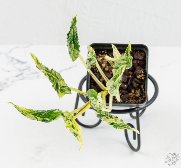The Beginner's Guide to Indoor Plants: Light, Water, Soil, and Getting Started