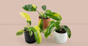 Philodendron 'Florida Beauty' Care Guide