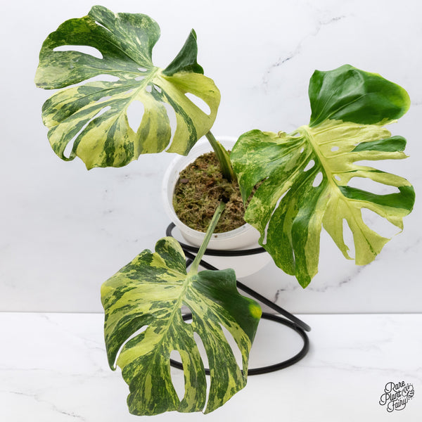 The Ultimate Guide to Rare Houseplants: What Makes a Plant “Rare”