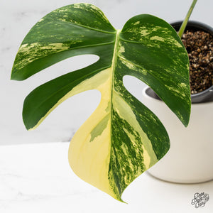 What's Actually on a Plant Tag? Cultivar Names, Hybrids, and NOID Explained