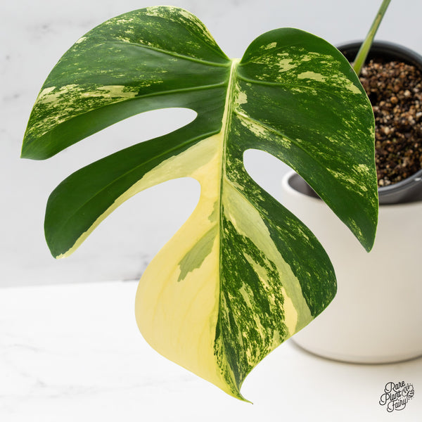 What's Actually on a Plant Tag? Cultivar Names, Hybrids, and NOID Explained