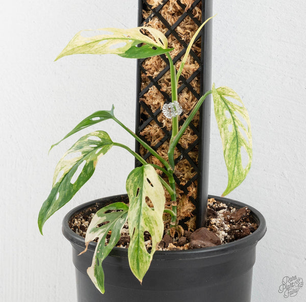Why Most People Water Their Rare Plants Wrong (And How to Fix It)