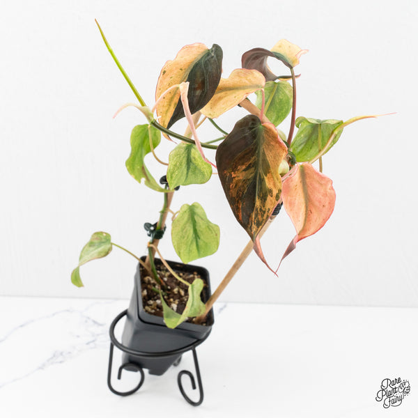 Philodendron Growth Patterns: Self-Heading vs Climbing vs Vining