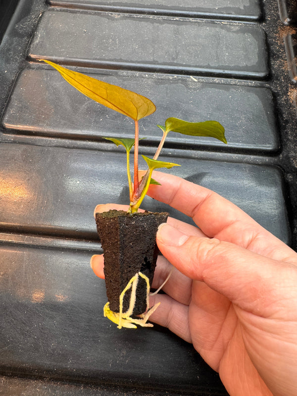 Propagation Plugs Aren’t “Death Plugs” and They Actually Support Healthy Roots