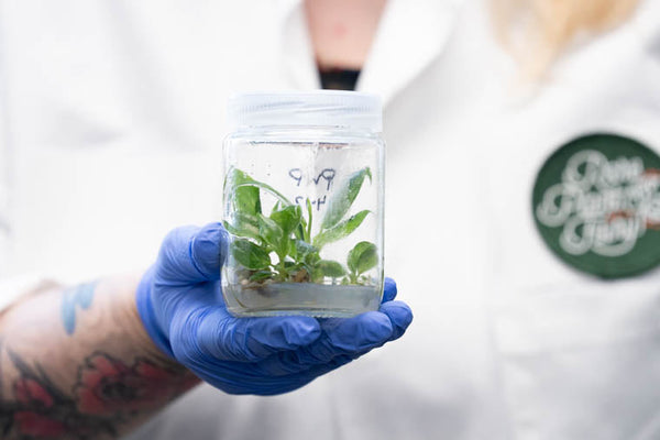Tissue Culture, In a Nutshell