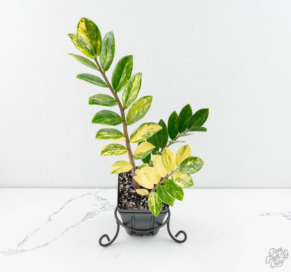 Spring Repotting: When to Do It and How to Keep Your Plant Happy