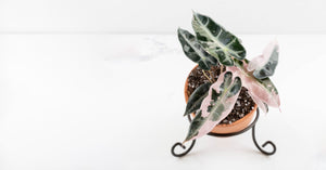 Alocasia 'Bambino' Pink Variegated Care Guide
