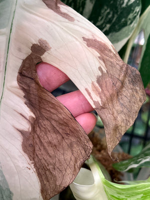 Decoding Monstera Browning: Light, Care, and Recovery